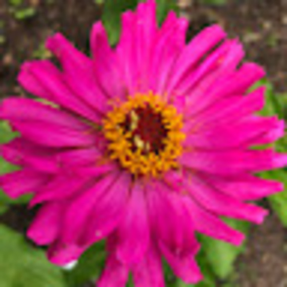 Meet your Posher, Kate - Picture 1 of 1